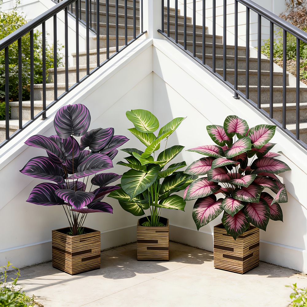3pc Featuring Various Large-Le - Ficus Lyrata Tree 评论和价格