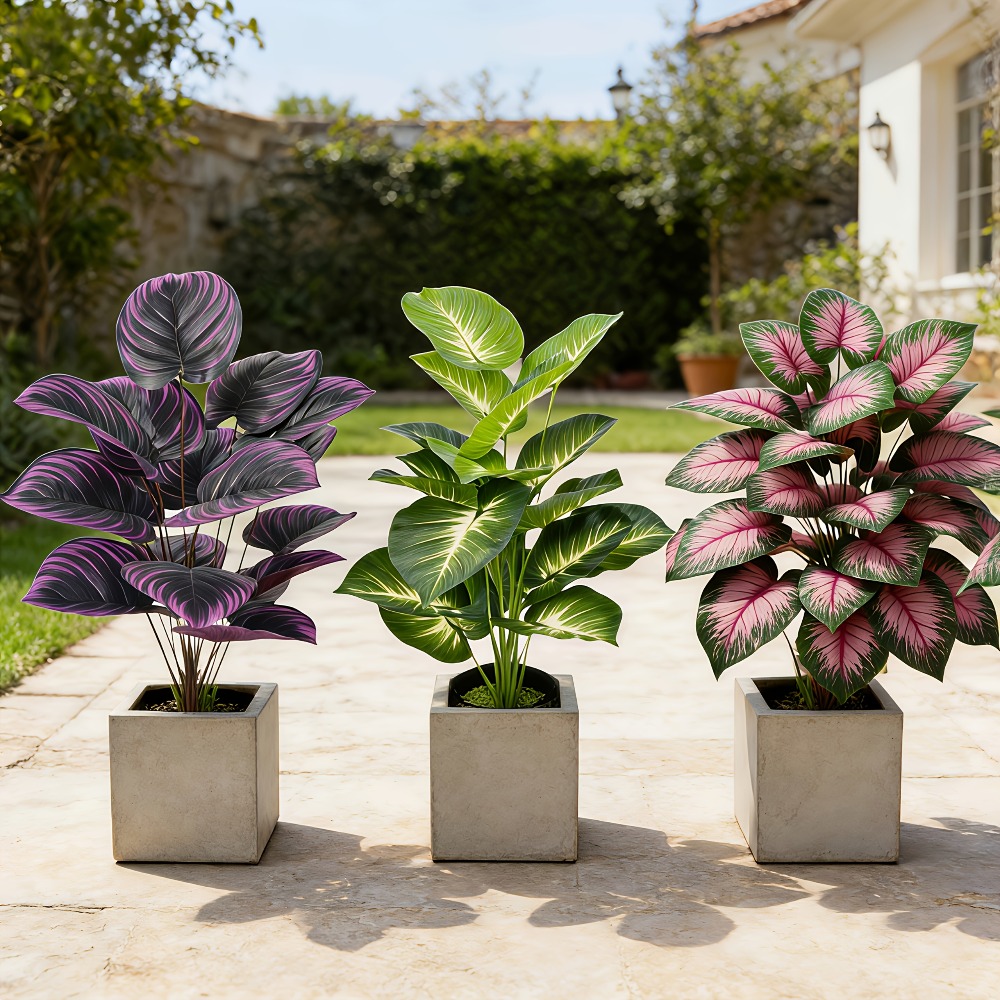 3pc Featuring Various Large-Le - Ficus Lyrata Tree 评论和价格