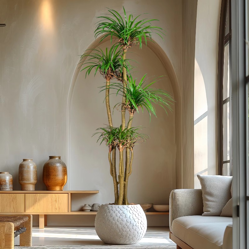 Indoor/Outdoor Home Tree Simul - Dracaena Marginata 评论和价格
