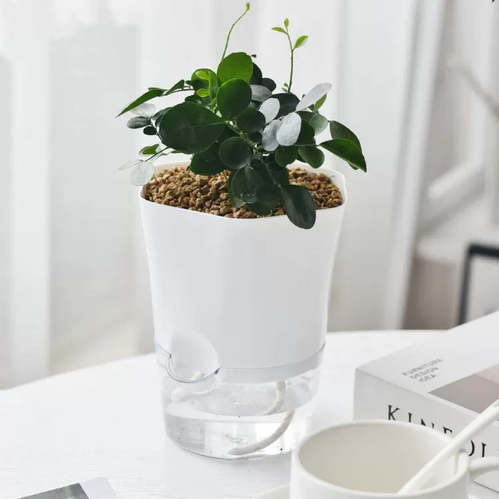 Transparent Plastic Self Water - Aloe Vera Pot 评论和价格