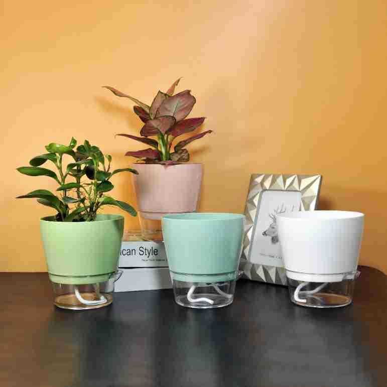 Lazy Flower with Drainage Hole - Aloe Vera Pot 评论和价格