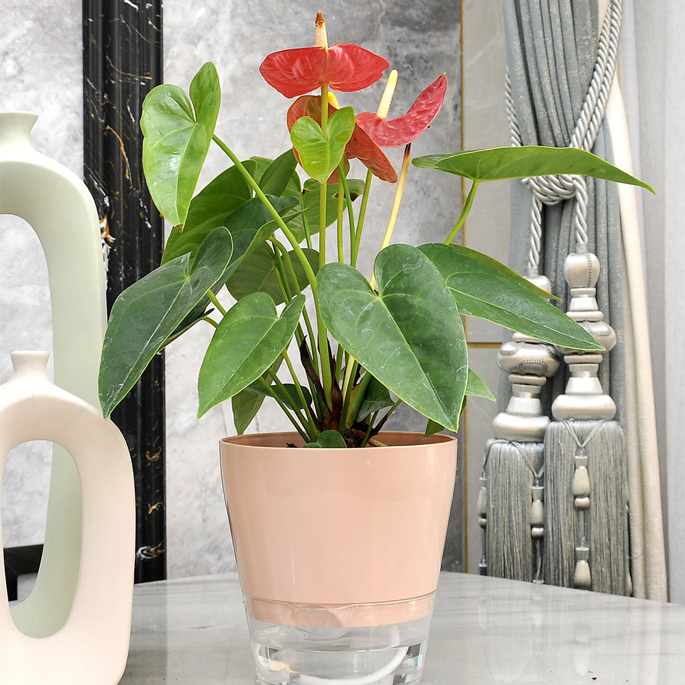 Lazy Flower with Drainage Hole - Aloe Vera Pot 评论和价格