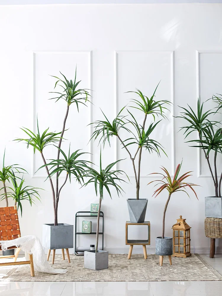 Simulation Plant Dracaena Marg - Dracaena Marginata 评论和价格