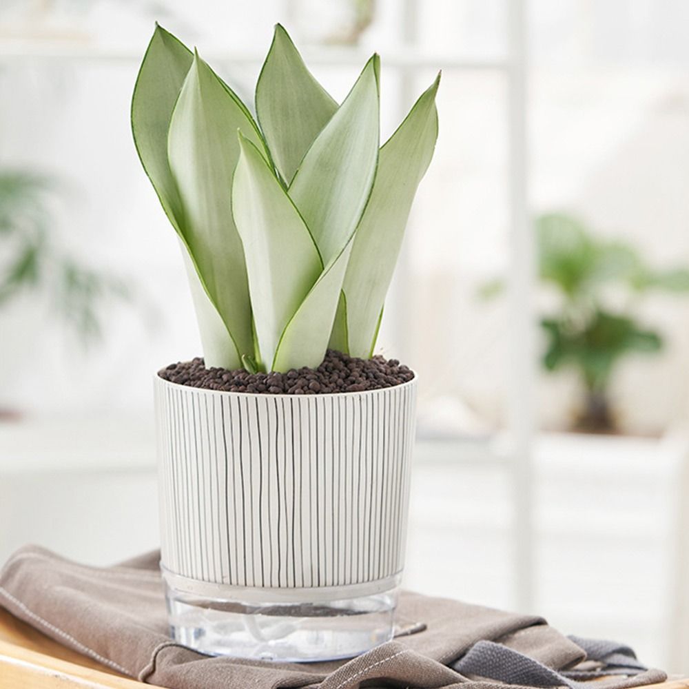 Transparent Self-watering Plan - Aloe Vera Pot 评论和价格